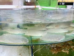 -四海鲜渔家菜(黄金海岸店)
