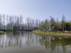 -合肥滨湖国家森林公园