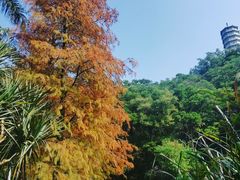 -深圳国际园林花卉博览园