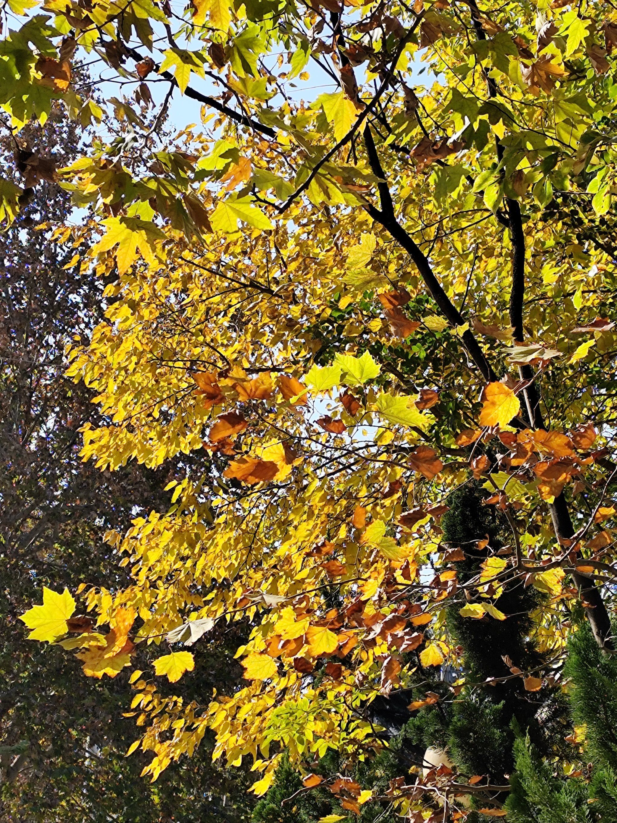 上周末的金黄树叶,也不知道这周的大风刮完