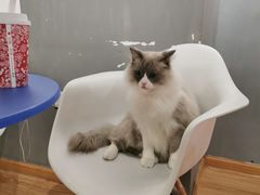 -松果猫咖(桐乡吾悦金街店)