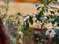 -上席擂茶·新中式青年茶馆(古城店)