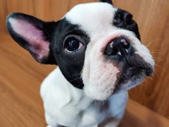 -柯斗斗主题餐厅·狗咖·围炉煮茶·茶饮(国瑞升平里店)