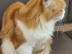 -喵园·猫主题咖啡厅·撸猫·猫咖(国贸店)