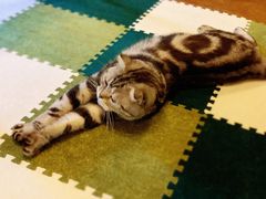-猫猫幼稚园·撸猫·桌游·电玩
