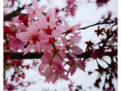 -顾村公园