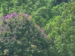 -莲花山公园