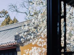 -灵谷景区