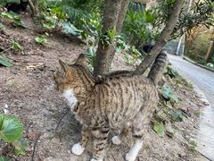 -吴淞炮台湾湿地森林公园烧烤区