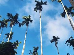 -DFS旗下塞班岛T广场(Saipan)