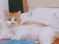 -瑞派·关忠动物医院·猫专科·犬专科(三环新城店)