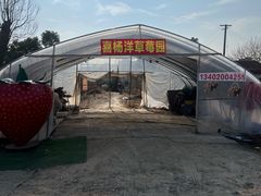 -喜杨洋草莓采摘园