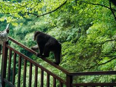 -西岭雪山大飞水景区