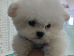 -瑞鹏宠物医院犬猫全科(真大分院)