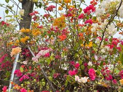 -赤坎·广东华侨国际旅游度假区