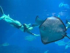 -烟台海昌鲸鲨海洋公园