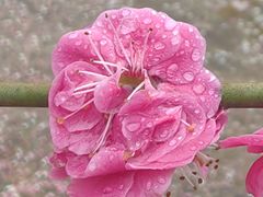 -香雪海