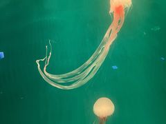 -郑州海洋馆