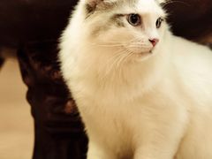 -more than meow吴止猫主题餐厅(承德 中船汇店)