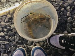 -DGE季风钓虾营地·团建·聚会