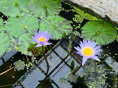 -国家植物园南园