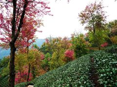 -无量山自然风景保护区