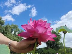 -莲花池公园