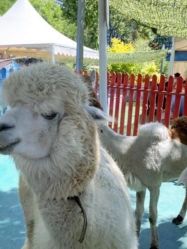 -萌宠亲子动物乐园(槐房万达店)