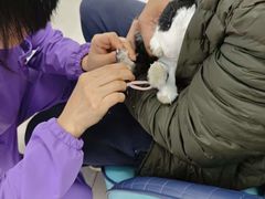 -北京观赏动物医院·24小时大型综合·猫专科·异宠专科