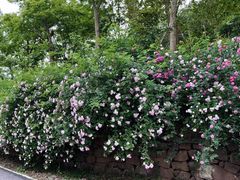 -白鹭湾湿地公园