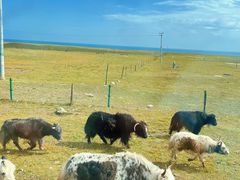 -青海湖国家重点风景名胜区