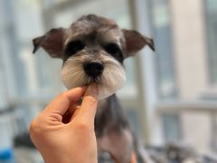 -爱宠屋pet shop·宠物洗澡·宠物美容