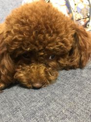 -JERRY日式美甲美睫纹绣工坊