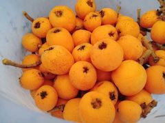 -绵阳盛世樱花悠乐谷