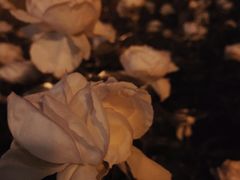 -迎泽公园