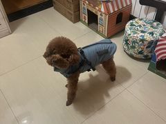 -艾贝尔宠物医院·宠保定点·超声绝育·免疫点(樱花路店)