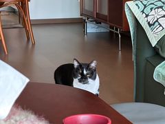 -派特宠物医院(圆融广场店)