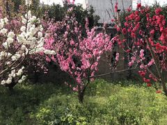 -南汇桃花村