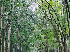 -云岗森林公园