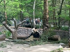 -都江堰中华大熊猫苑