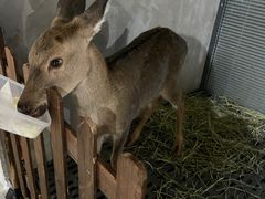 -浣熊柯尔鸭土拨鼠·电玩咖