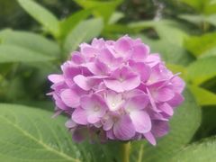 -成都市活水公园