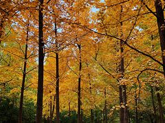 -中家鑫园温泉酒店鑫悦汤泉