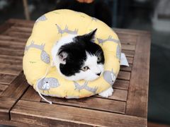 -喵屿·大理花园猫咖