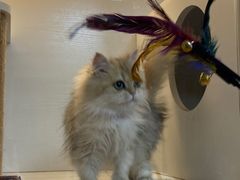 -十月米努特矮脚猫舍