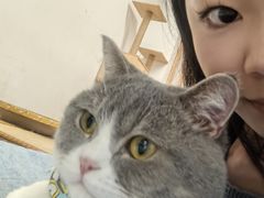 -柴迷FANS CLUB·柴犬狗咖·猫咖