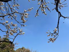 -无锡梅园公园