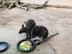 -清迈夜间动物园