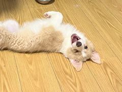 -翊宠yipet猫狗购宠庄园犬舍•猫舍