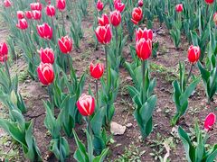 -长春公园(普阳街道)